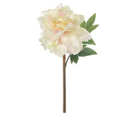 Peony | White with Pink