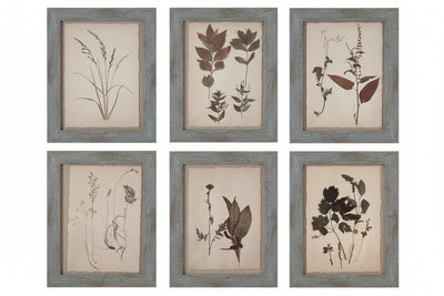 Dried Botanical Prints