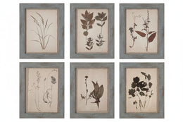 Dried Botanical Prints