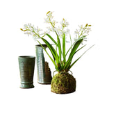 Mini Vanda Orchid in Moss Ball Large White
