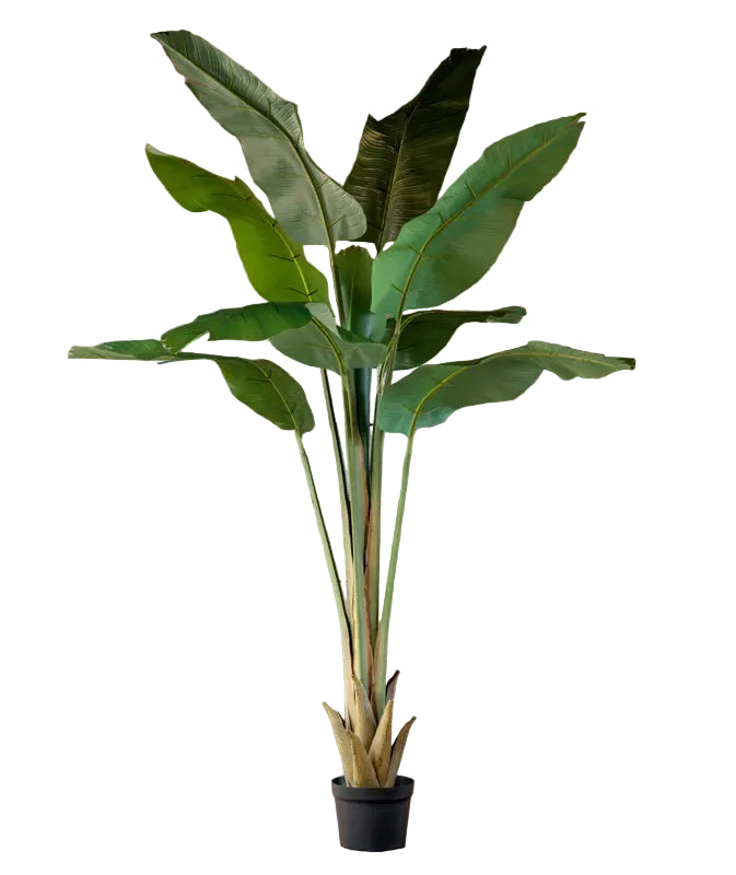 Potted Giant Strelitzia