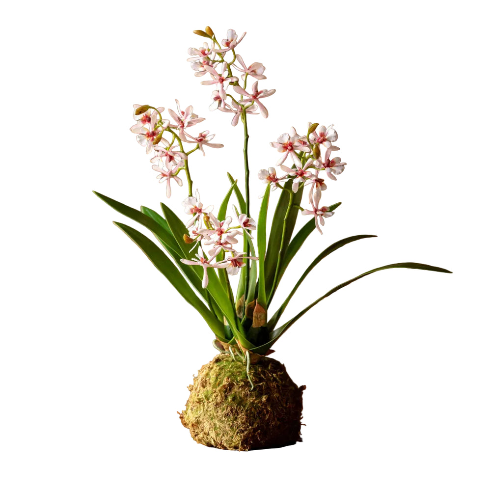 Variegated Pink Mini Orchid Large Moss Ball