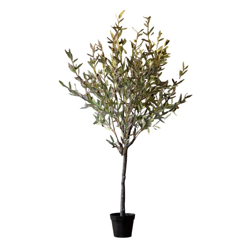 Spanish Olive Tree