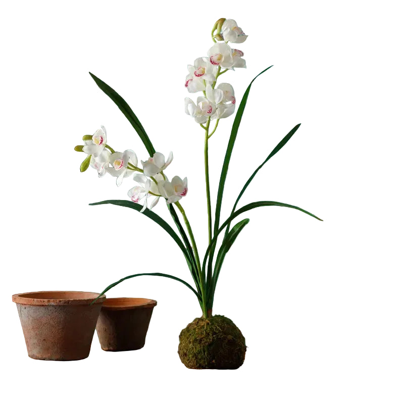 White Cymbidium In Moss Ball