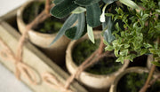 Rustic Potted Mini Trees