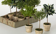 Rustic Potted Mini Trees