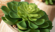 SM. Wooden Potted Succulent