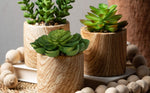 SM. Wooden Potted Succulent
