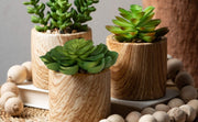 SM. Wooden Potted Succulent