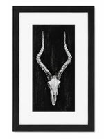 Set Of Rustic European Skull Art