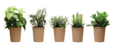 Succulent Herb Plant