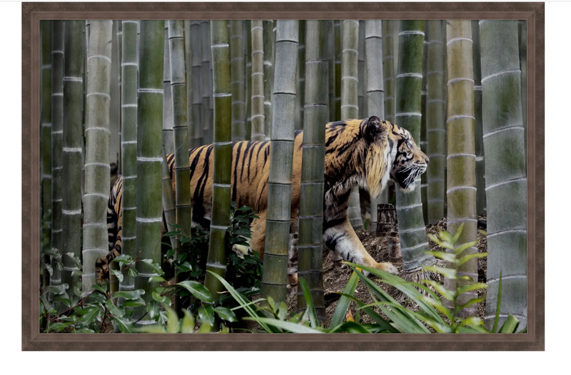 Through the Bamboo|51 x 34