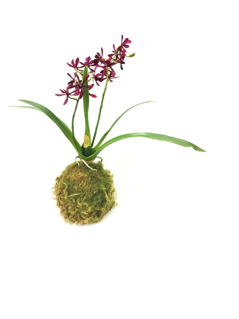 Mini Orchid | Maroon