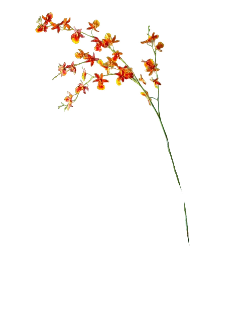 Oncidium Orchid | Orange Tiger