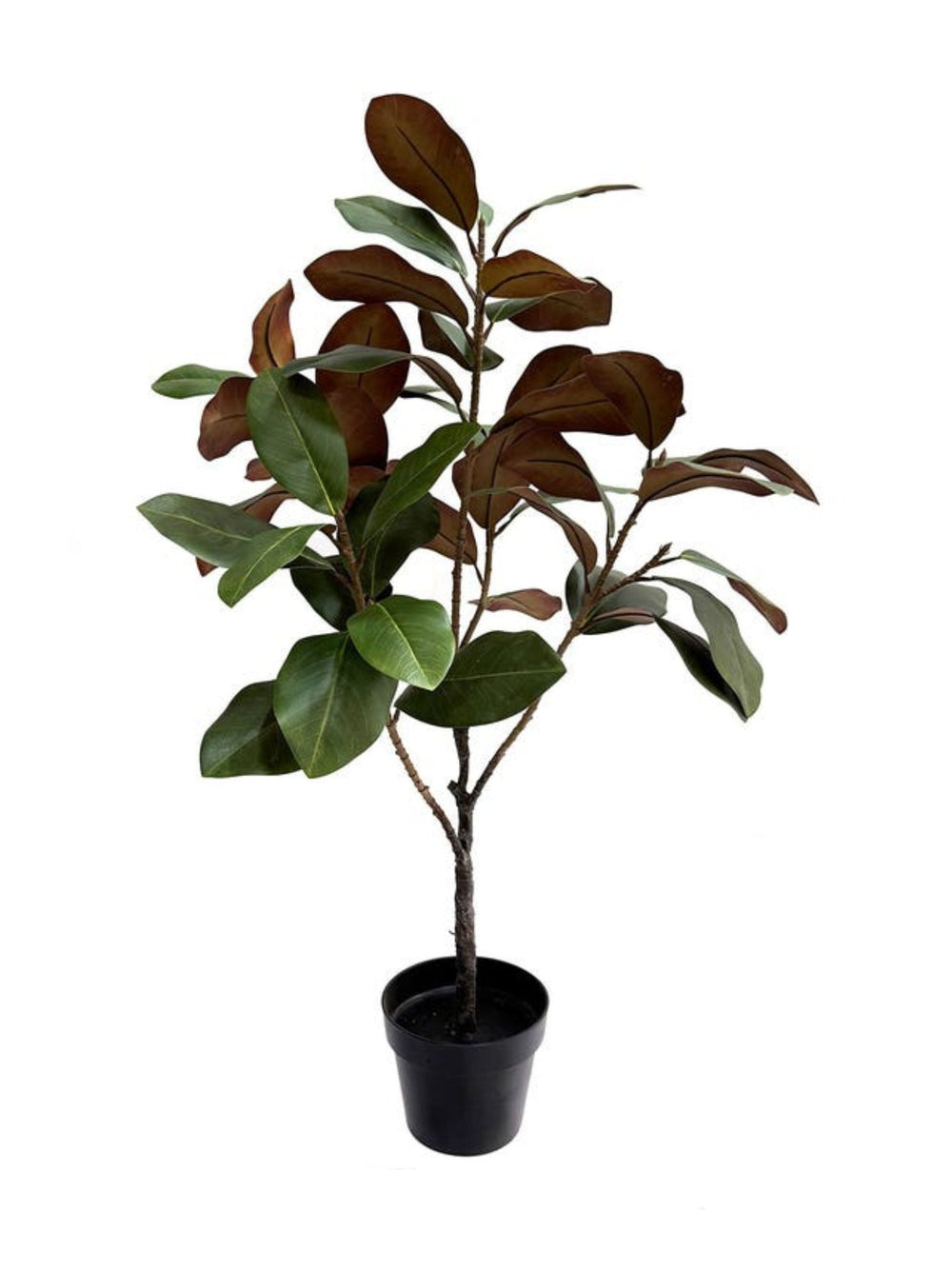Magnolia Tree