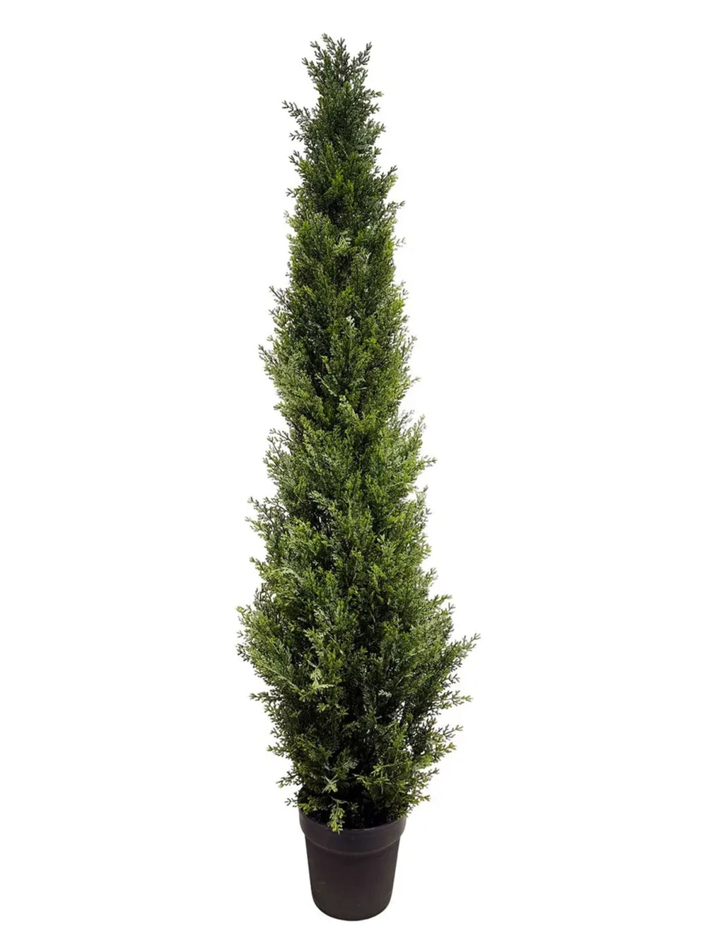 Italian Cypress Tree 5'