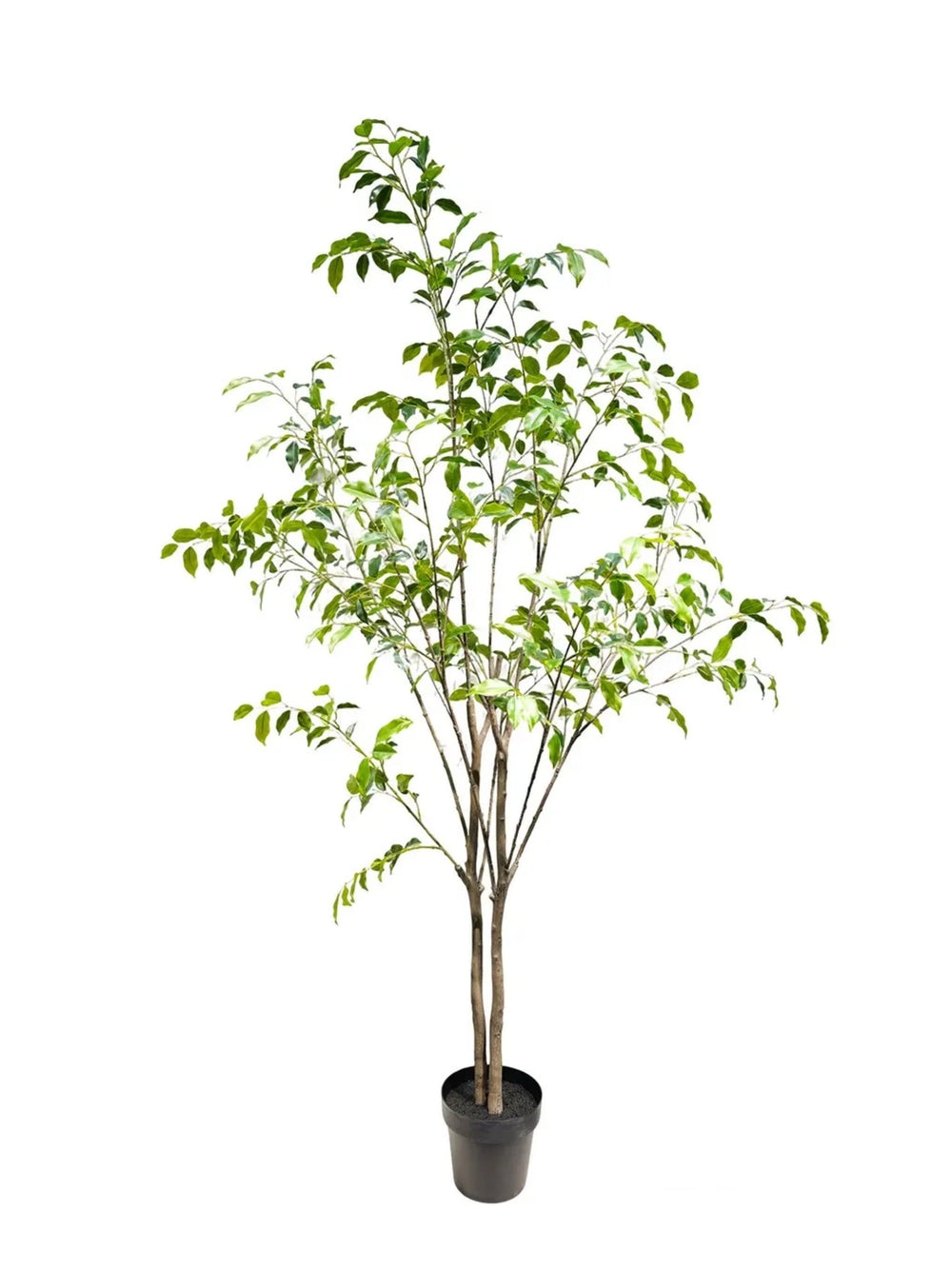 Weeping Fig Tree 7'