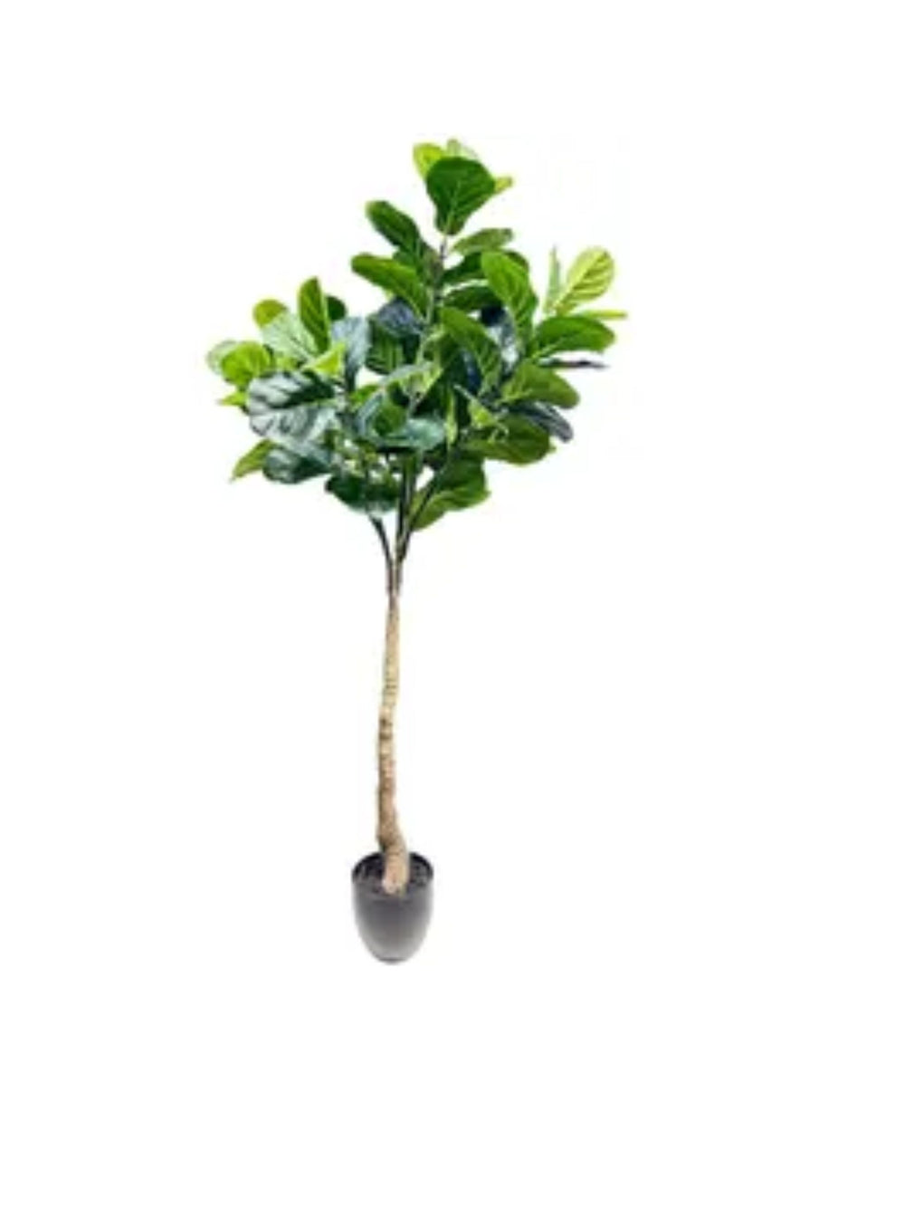 Fiddle Leaf Fig Tree
