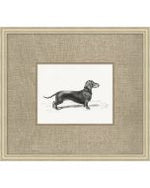 Canine Heirloom 1