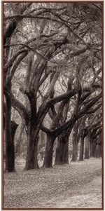 Nature's Arch Triptych