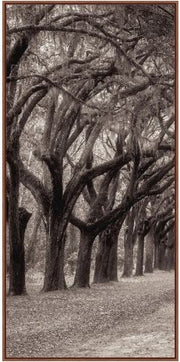 Nature's Arch Triptych