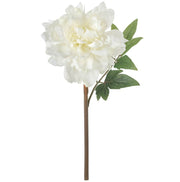 White Peony