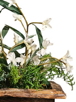 White Phlox Flowers in Wooden Planter