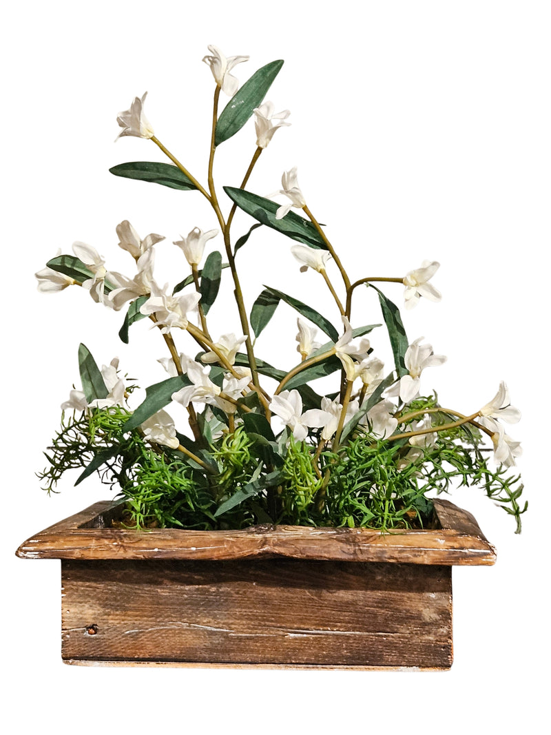 White Phlox Flowers in Wooden Planter