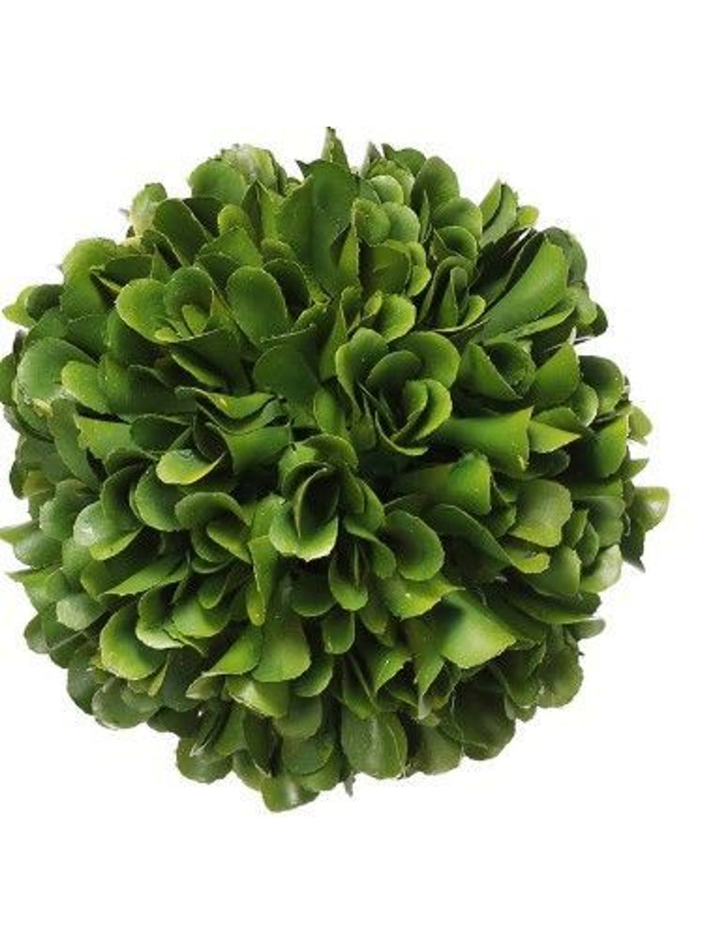 Bali 5" Topiary Boxwood