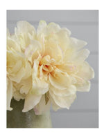 Peony | White with Pink
