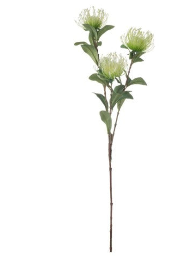 Protea Stem