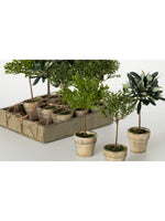 Rustic Potted Mini Trees