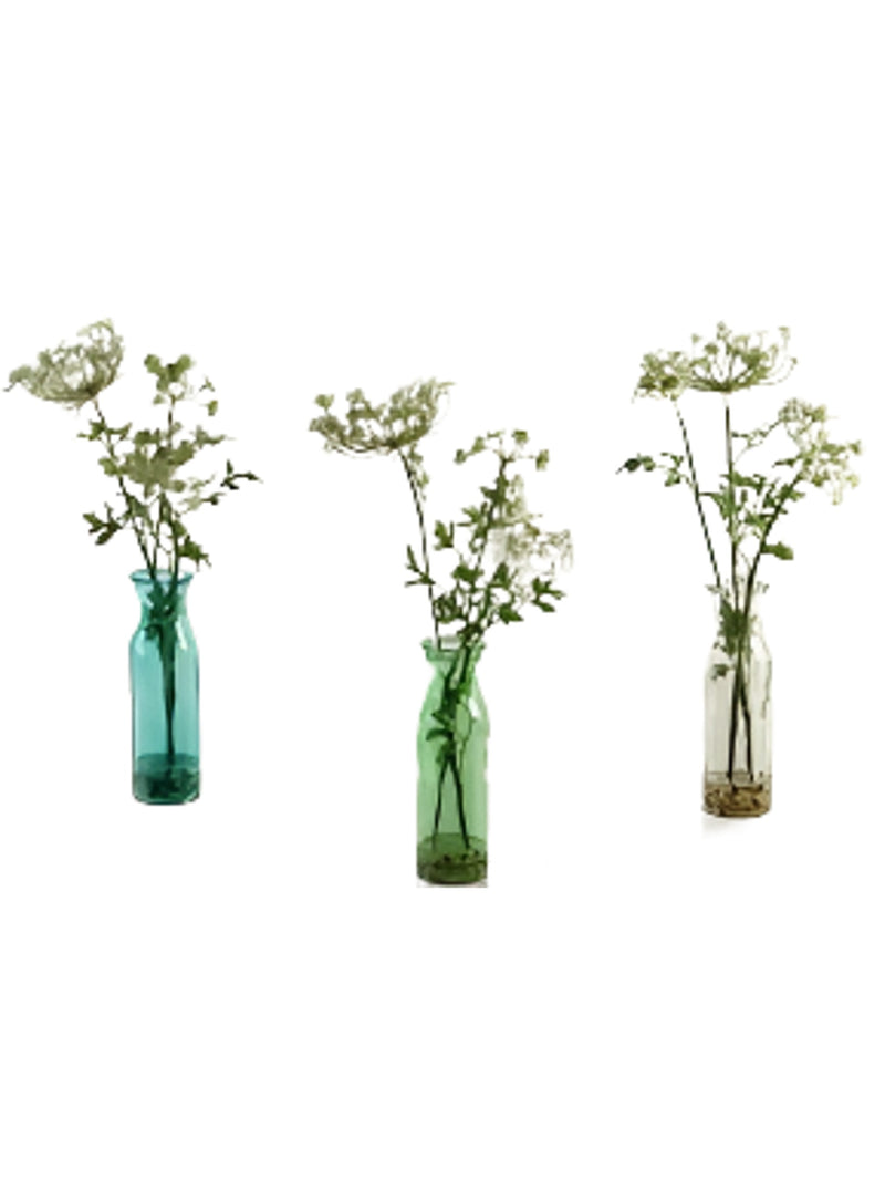 Queen Anne's Lace In Glass Vase