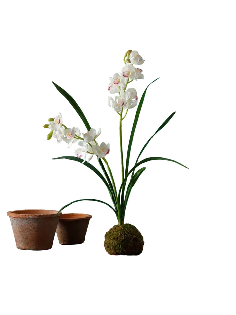 White Cymbidium In Moss Ball