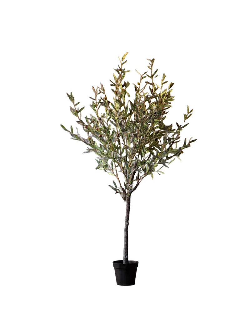 Spanish Olive Tree