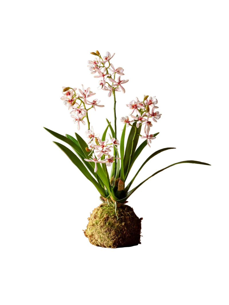 Variegated Pink Mini Orchid Large Moss Ball