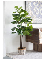 Fiddle-Leaf Fig Tree In Pot