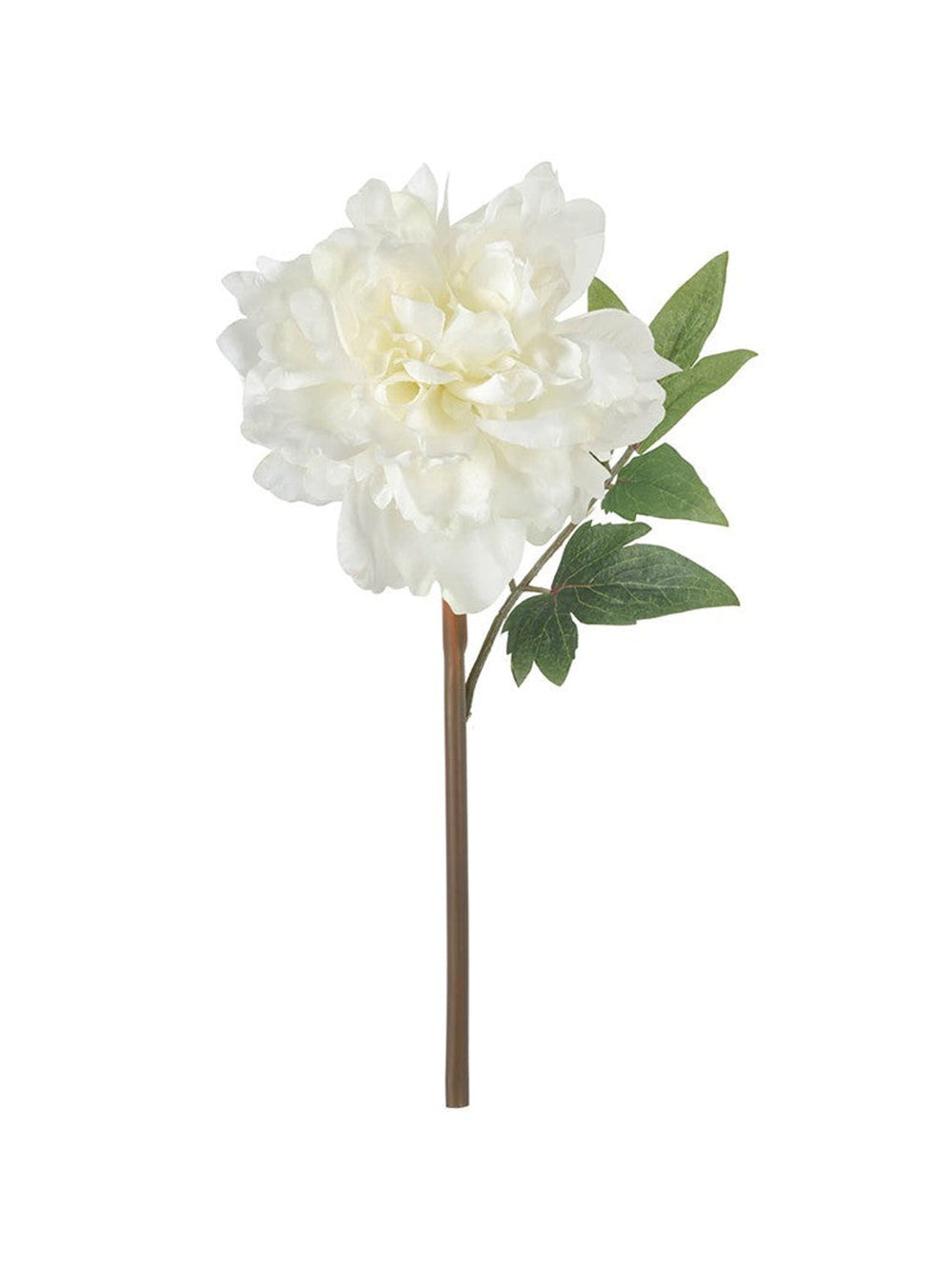 White Peony