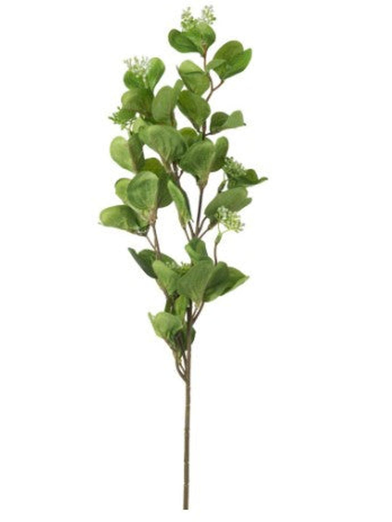 Eucalyptus Spray