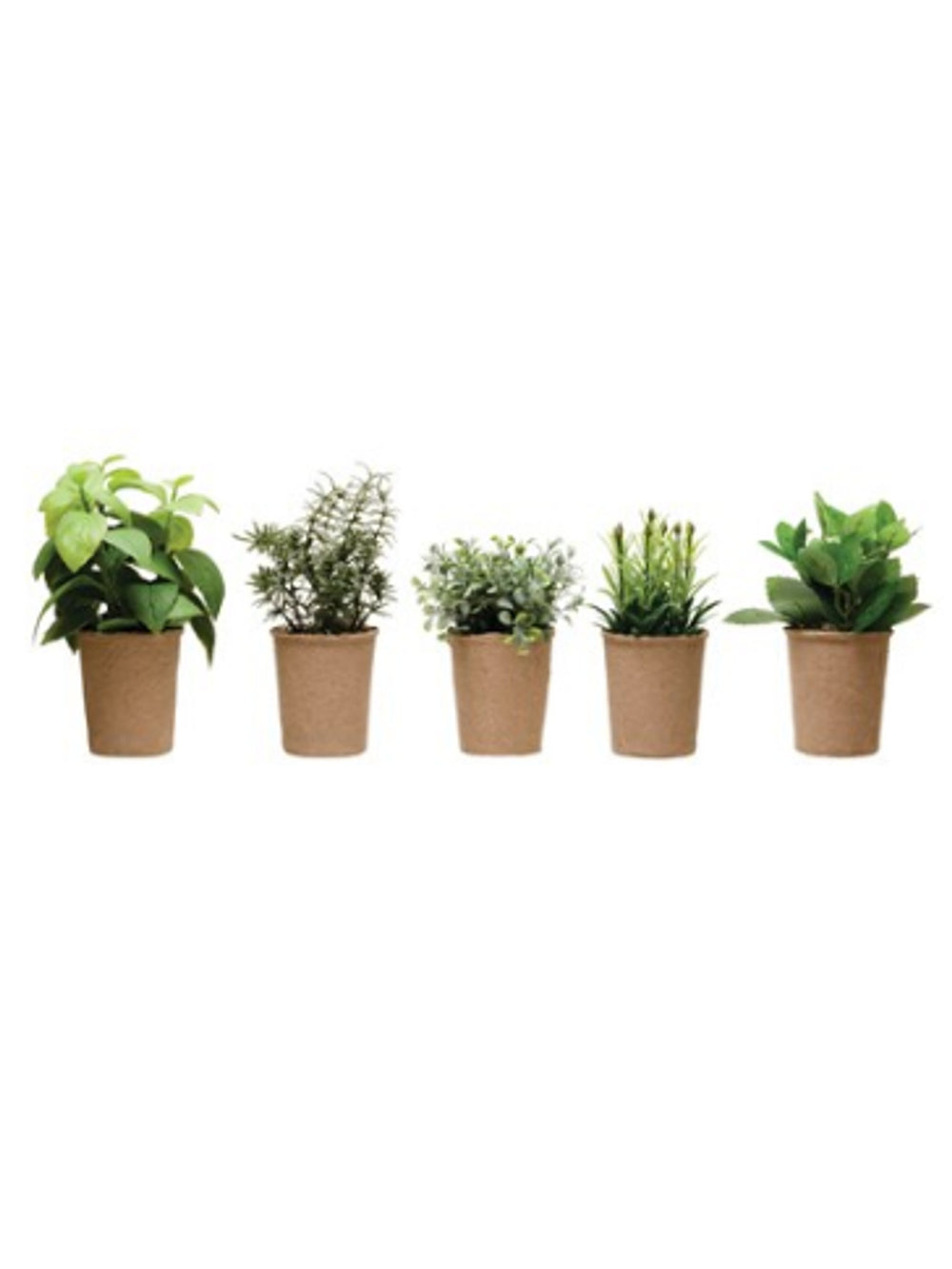 Succulent Herb Plant