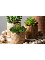 SM. Wooden Potted Succulent