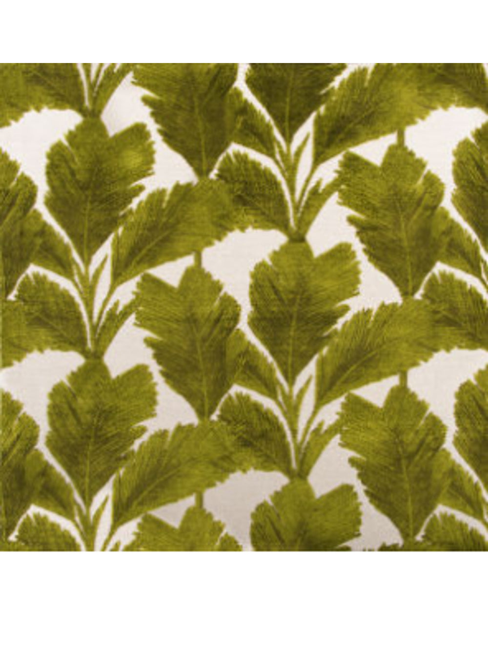 Colony Palm TP