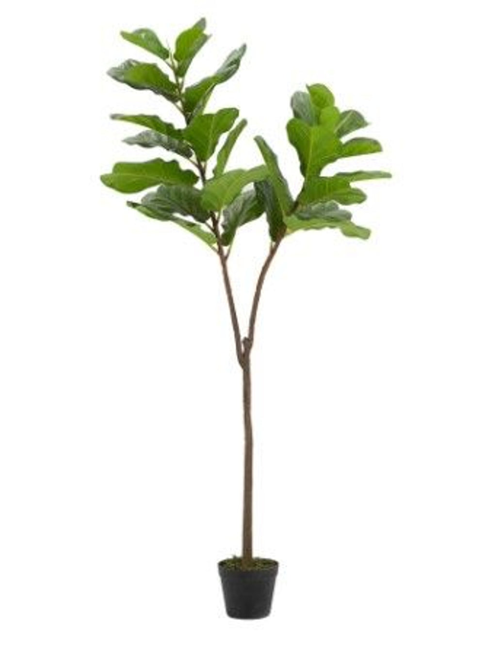 Fiddle-Leaf Fig Tree In Pot