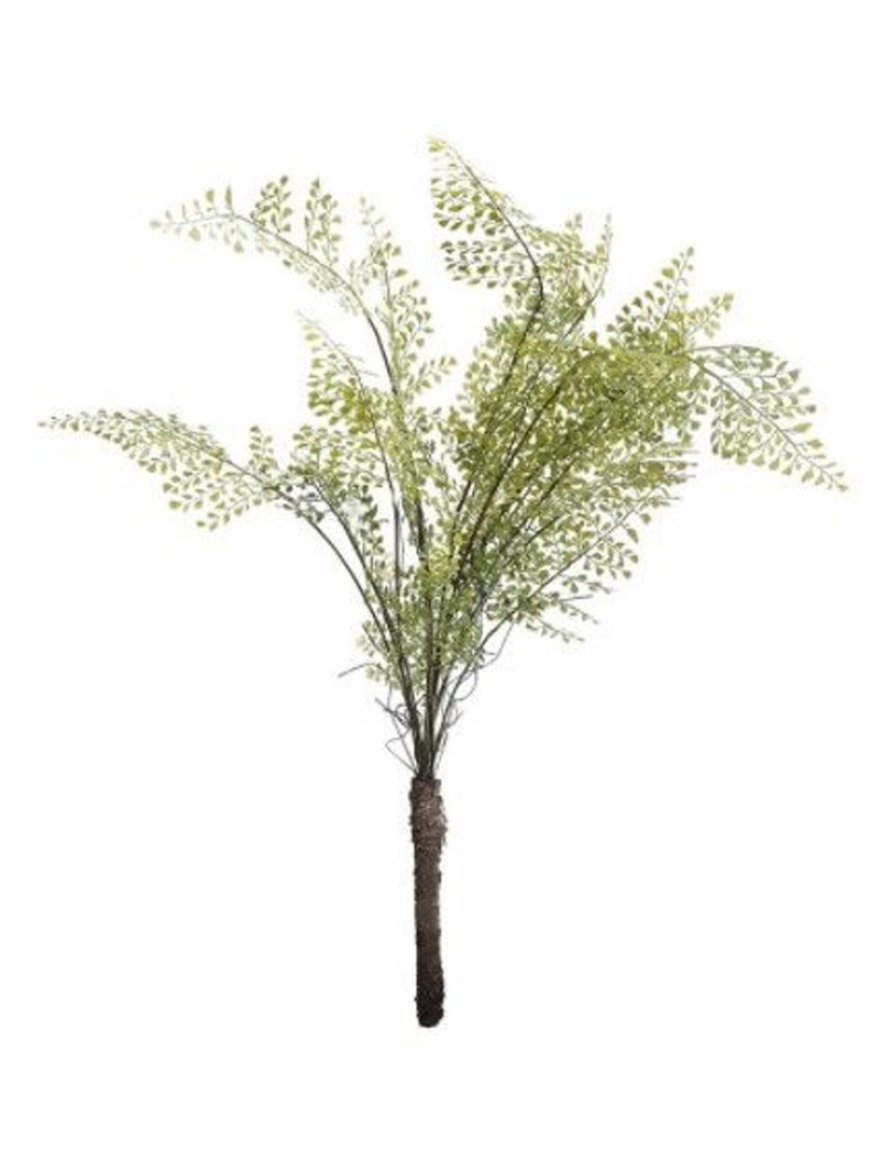 Maidenhair Fern Stem