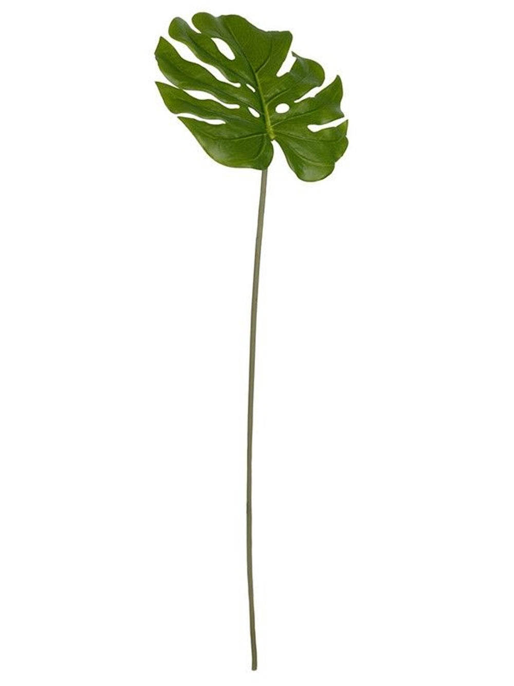 Monstera Leaf