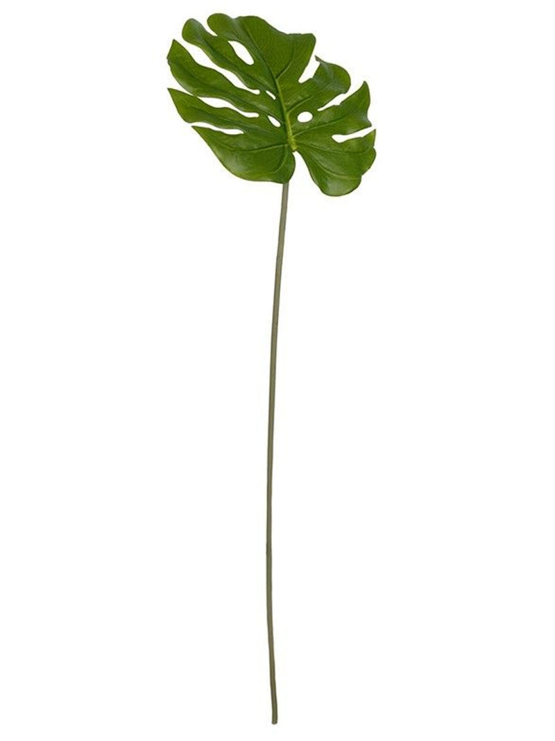 Monstera Leaf