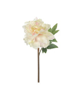 Peony | White with Pink