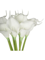 9Pcs/Bunch Calalily | White