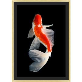 Orange Koi 1 | 32 X 45