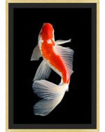 Orange Koi 2 |32 x 45